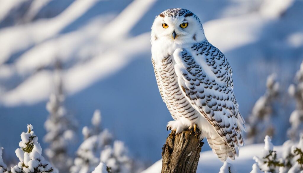 Snowy Owl