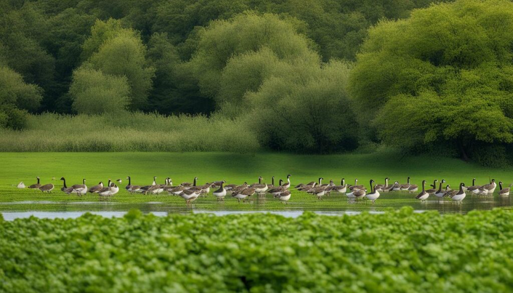 goose diet